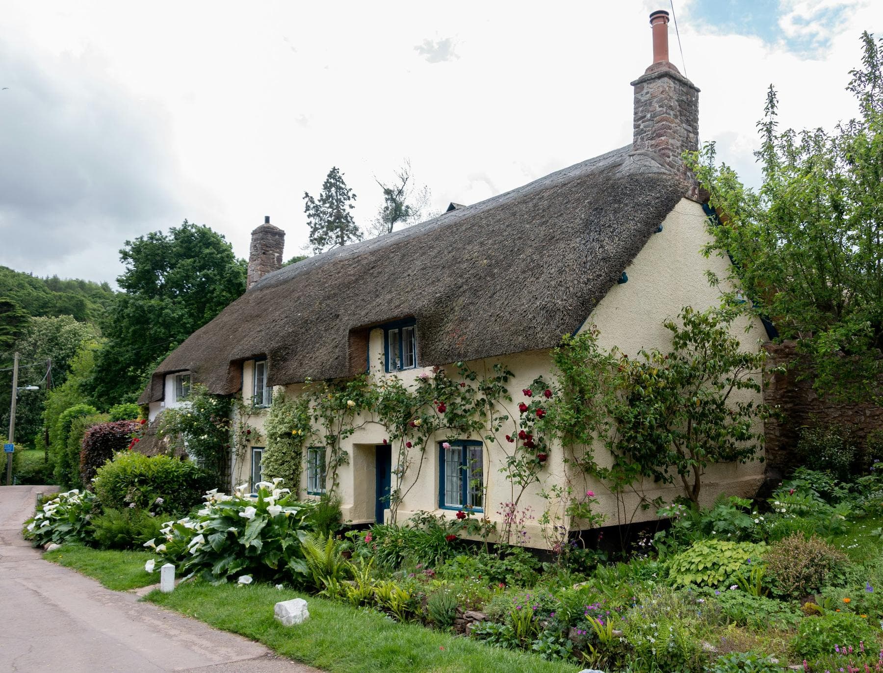 A cream thatched cottage with climbing roses and blue windows